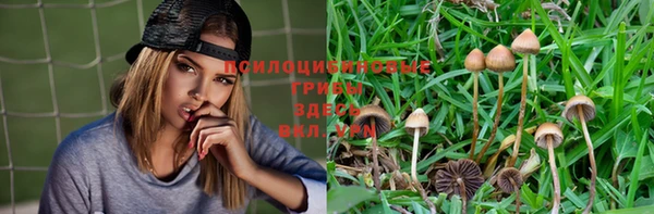 PSILOCYBIN Бронницы